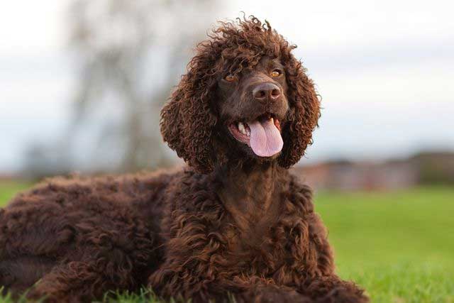 10 Dog Breeds That Don't Shed - #7 Irish Water Spaniel