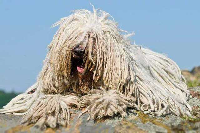 10 Dog Breeds That Don't Shed - #8 Komondor