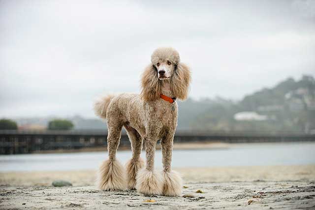 10 Dog Breeds That Don't Shed - #1 Poodle