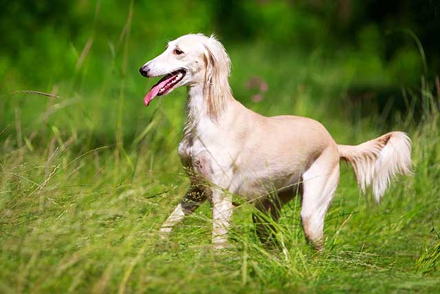 10 Dog Breeds That Don't Shed - #6 Saluki