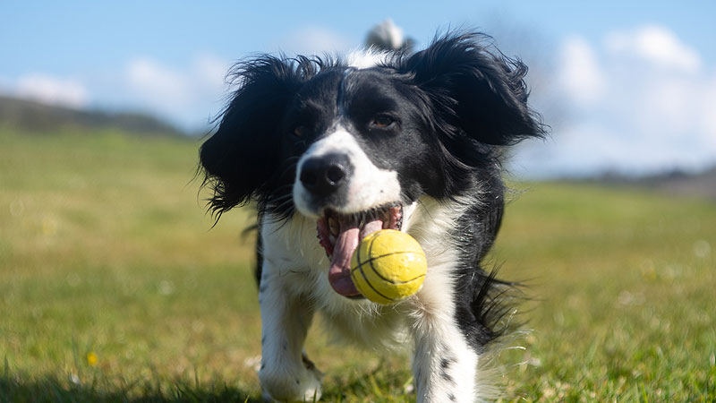 Top 10 Dog Breeds That Excel in the Game of Fetch