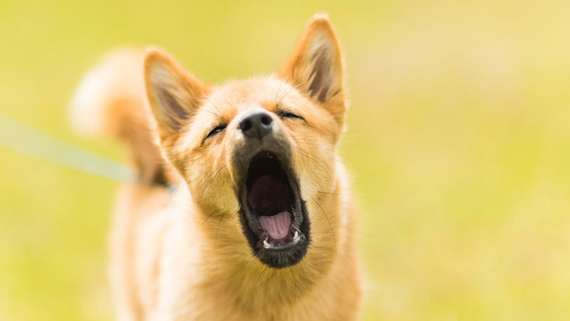 The 6 Common Dog Sounds and Their Meanings