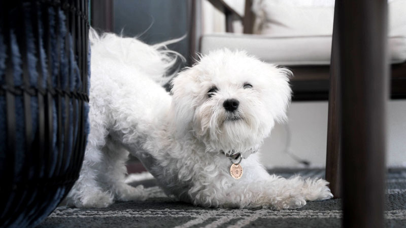 The Downward Dog Pose: A Canine Perspective