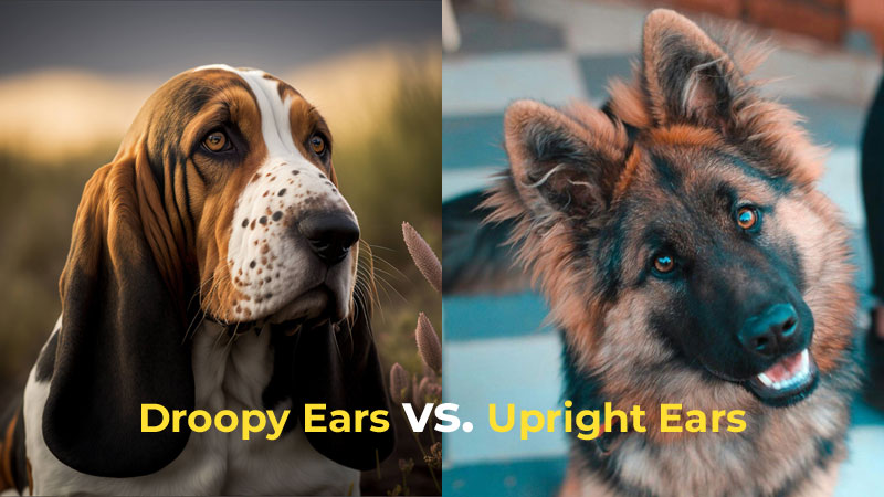 Droopy Ears vs Upright Ears in Dogs: What's the Difference?