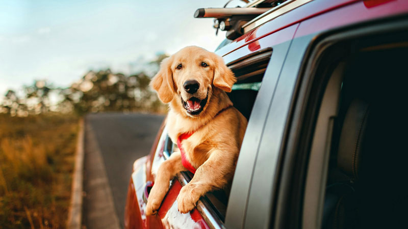 Traveling With a Dog for the First Time: What No One Tells You