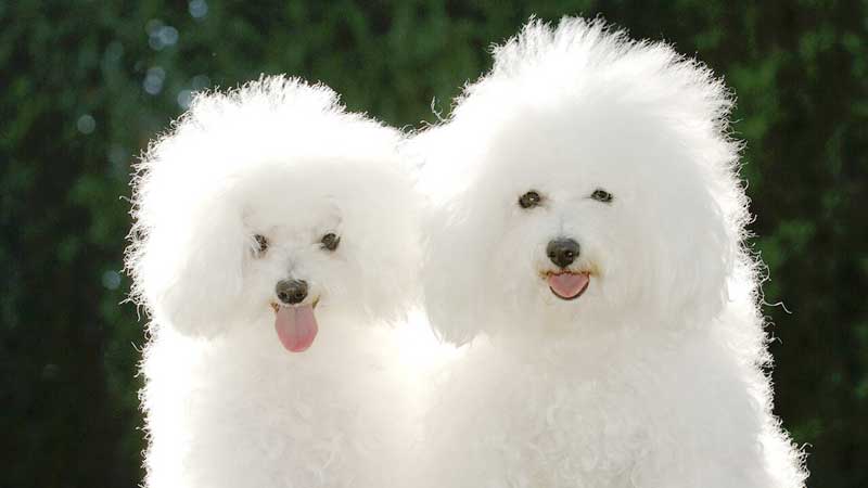 Fluffiest Dog Breeds You'll Want To Cuddle Immediately
