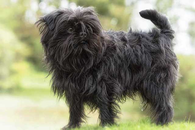 Affenpinscher