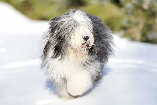 Bearded Collie