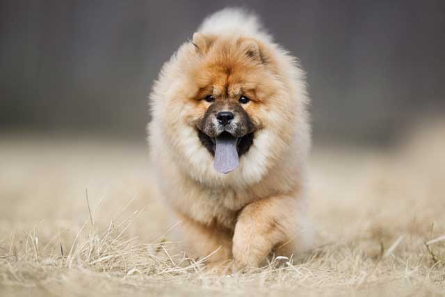 Chow Chow