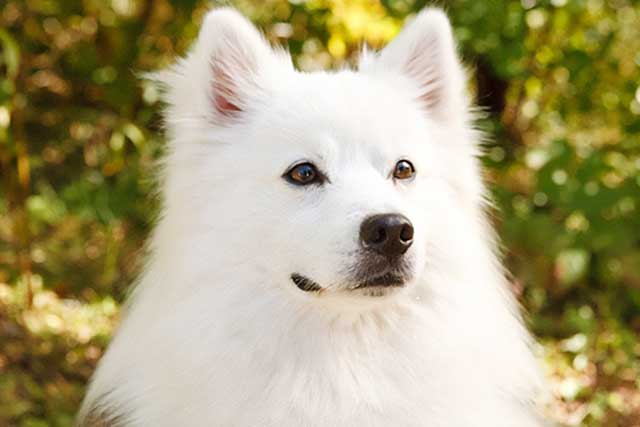 American Eskimo Dog