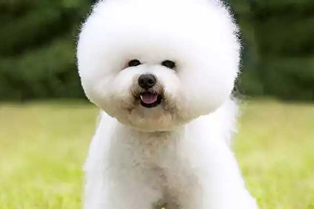 Bichon Frise