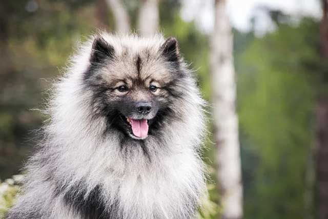 Keeshond