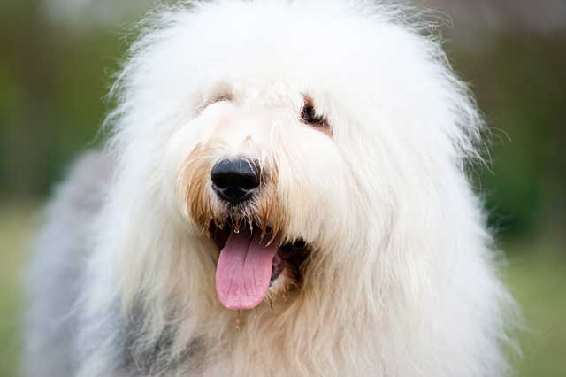 Old English sheepdog