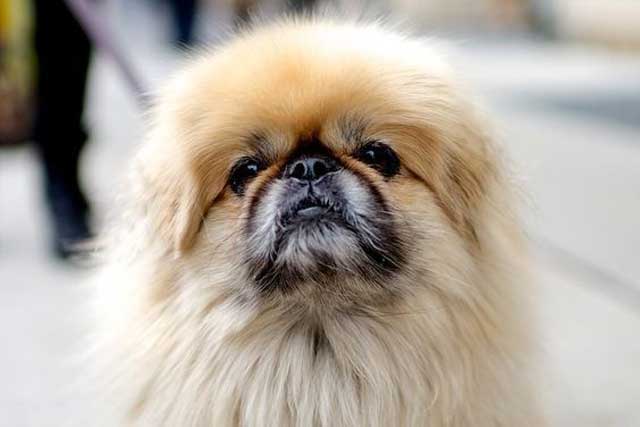 Pekingese