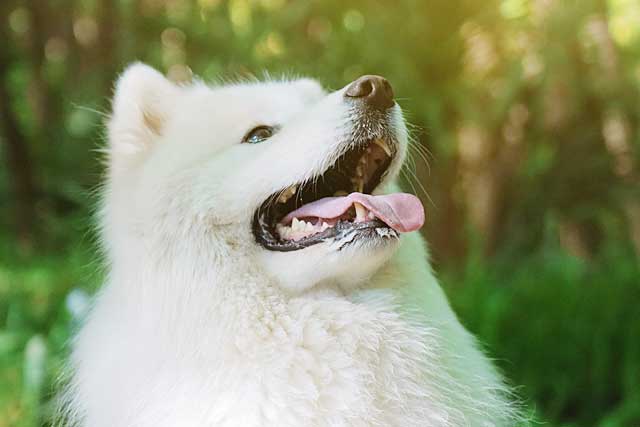 Samoyed