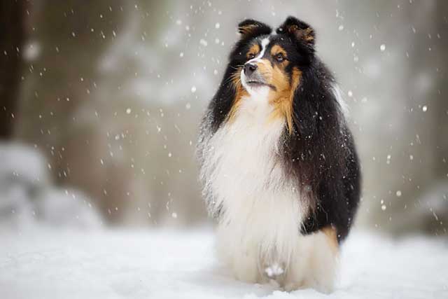 Shetland Sheepdog