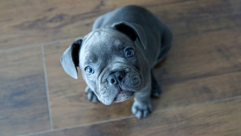 What You Should Know About Feeding Your French Bulldog Puppy: The Ultimate Guide