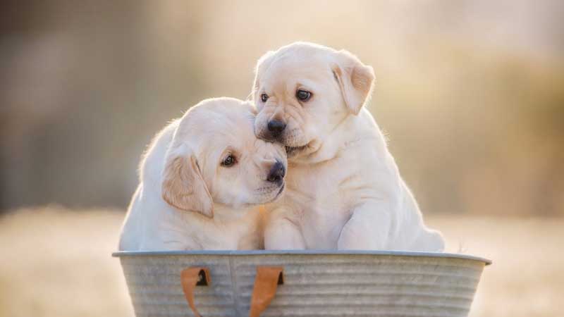Here Are Some Good Names For A Labrador Retriever
