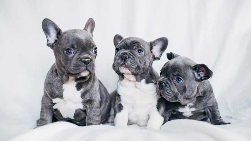 Here Are Some Good Names For French Bulldogs