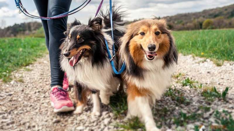 Pawsitive Health Habits: A Guide to Keeping Your Dog in Top Shape