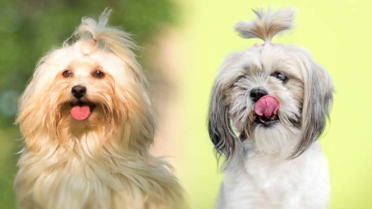 Havanese vs Shih Tzu: Which Is Better?