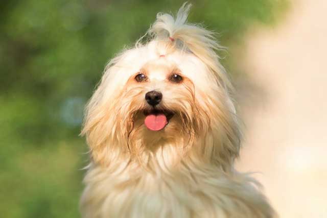 Havanese vs Shih Tzu: Which Is Better? Havanese