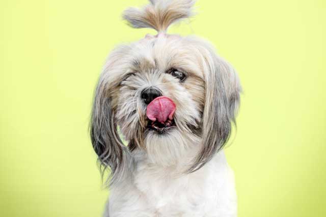 Havanese vs Shih Tzu: Which Is Better? Shih Tzu