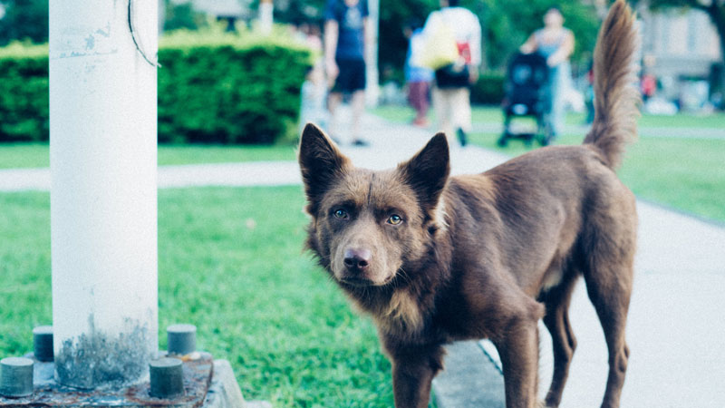 How Do Dogs Show Their Emotions?