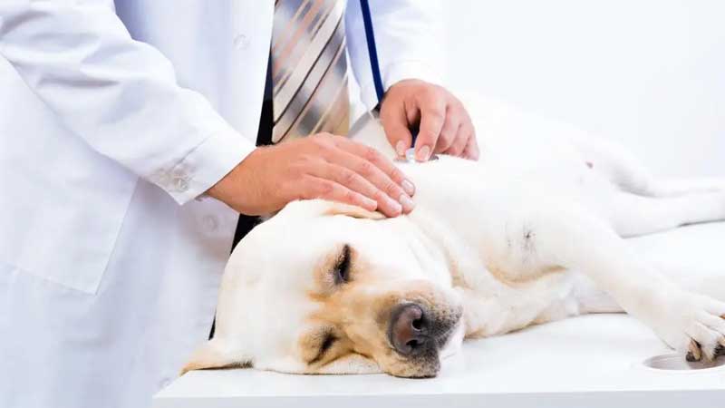 How Long Do Dogs Live With Encephalitis?