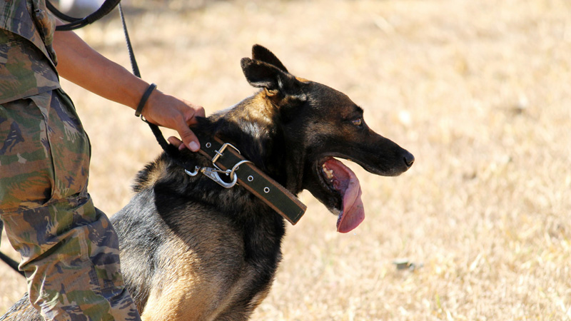 How Long Do Retired Police Dogs Live?