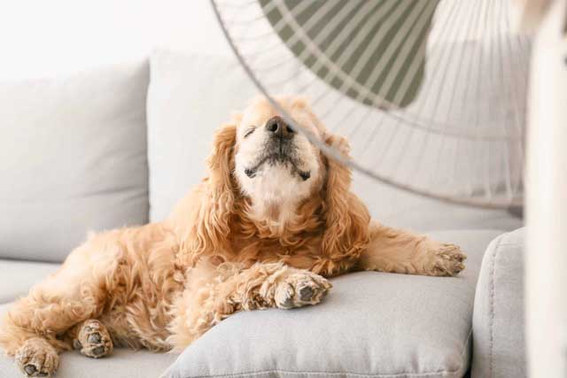 How to help prevent heatstroke