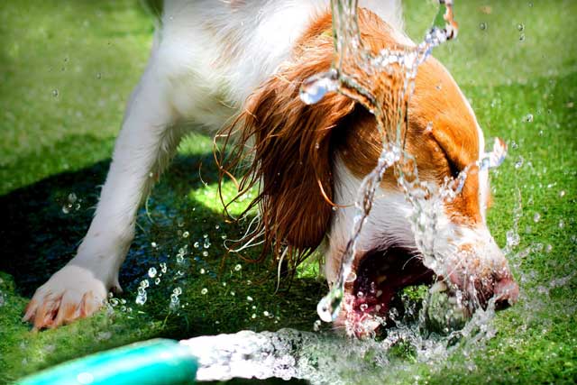 How to help prevent heatstroke