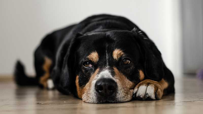 How to Prevent Vomiting in Dogs