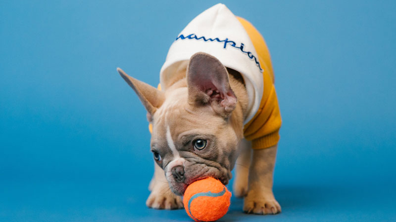 5 Easy Steps: How To Teach Your Puppy To Fetch