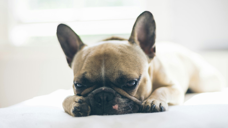 Is Bloody Diarrhea An Emergency In Dogs?