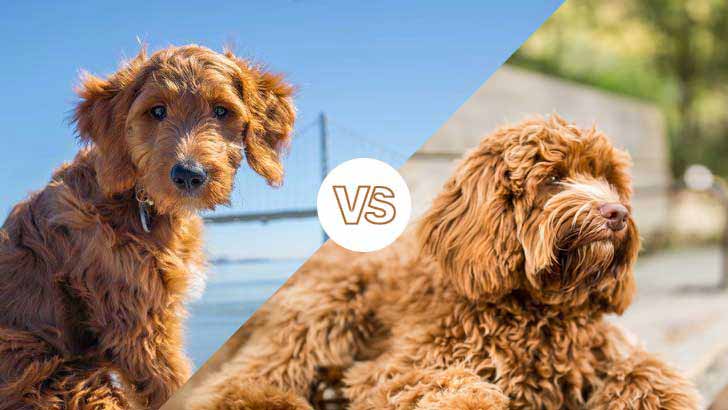 Labradoodle vs Goldendoodle: Which Is Better?