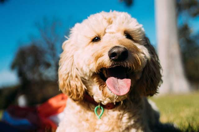 Labradoodle vs Goldendoodle: Which Is Better? Goldendoodle