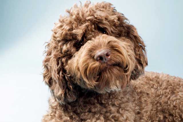 Labradoodle vs Goldendoodle: Which Is Better? Labradoodle