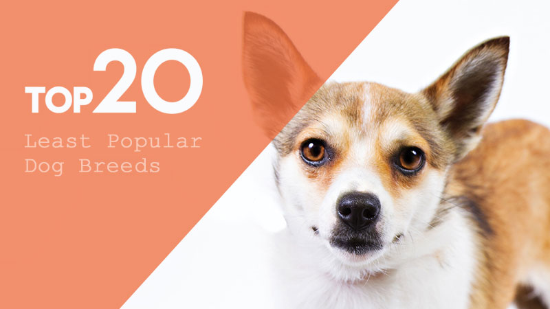 Least Popular Dog Breeds in America