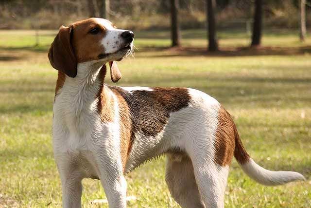 20 Least Popular Dog Breeds in America: 19. American English Coonhound