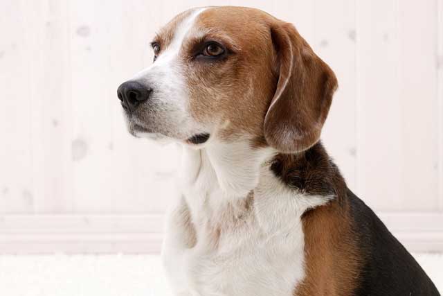 20 Least Popular Dog Breeds in America: 4. American Foxhound