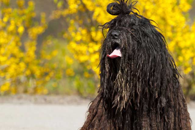 20 Least Popular Dog Breeds in America: 11. Bergamasco