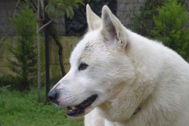 20 Least Popular Dog Breeds in America: 15. Canaan Dog