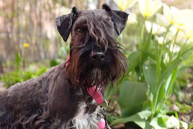 20 Least Popular Dog Breeds in America: 6. Cesky Terrier