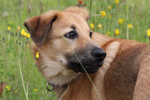 20 Least Popular Dog Breeds in America: 8. Chinook