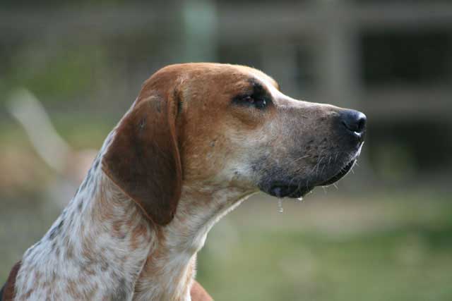20 Least Popular Dog Breeds in America: 1. English Foxhound