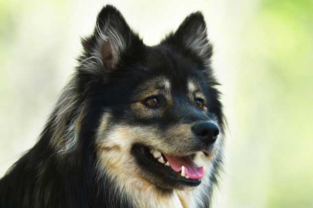 20 Least Popular Dog Breeds in America: 16. Finnish Lapphund