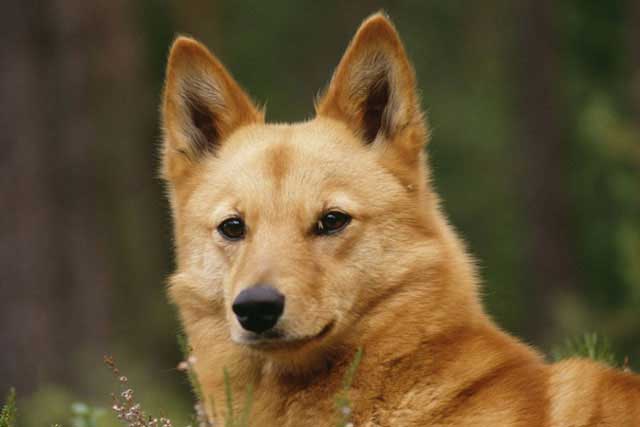20 Least Popular Dog Breeds in America: 7. Finnish Spitz