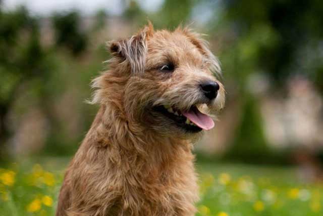 20 Least Popular Dog Breeds in America: 17. Glen of Imaal Terrier