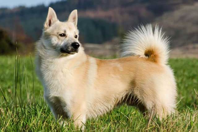 20 Least Popular Dog Breeds in America: 20. Norwegian Buhund